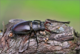 <p>ROHÁČ OBECNÝ (Lucanus cervus) --- jižní Morava, Pouzdřanská step ---- /Stag beetle - Hirschkäfer/</p>